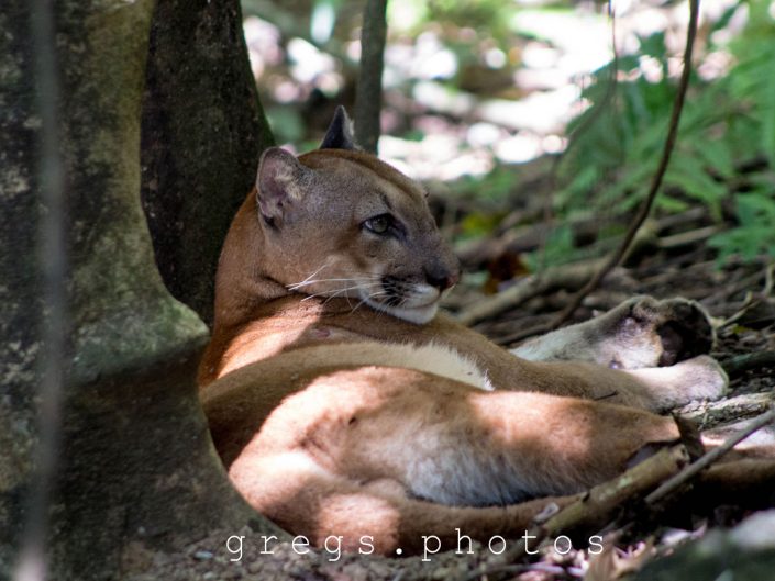 Photo of Puma